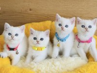 Show kalite maviş point British shorthair bebekleirm 