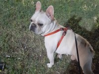Sahiplendirme izmir içi french bulldog