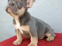 ÜST DÜZEY EXOTİC FRENCH BULLDOG YAVRUMUZ