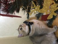 British shorthair erkek ny11