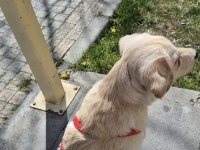 Dişi golden retriever 7 aylık
