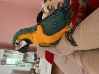 FULL EVCİL ARA MACAW 5 AYLIK