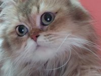 Güzeller Güzeli British Longhair Kızım Karamel