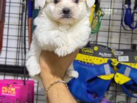 Kar topu Terrier yavrular