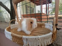 Hollanda teddy lop tavşan yavrular