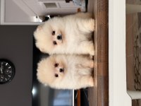 Köpekler Pomeranian Boo Mersin