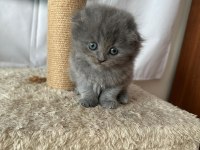 Scottish fold british shorthair ve longhair yavrular