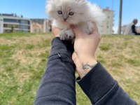 BRİTİSH LONGHAİR YAVRU KEDİLER