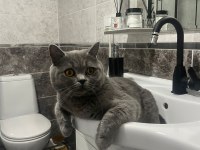 Koca Kafalı Sevimli British Shorthair Yavruları