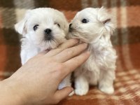 Birbirinden Güzel Safkan Maltese Yavrularımız