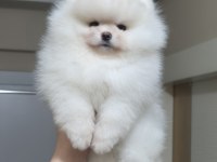 ÜST KALİTE AYI SURAT POMERANİAN BOO (DİŞİ)
