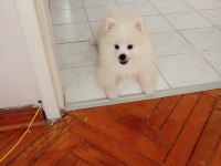 Pomeranian boo 1. sınıf