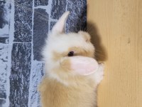 Kemirgenhane den tüm şehirlere sevimli bebek tavşanlar