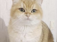 Golden British Shorthair