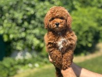 HARİKA TOY POODLE YAVRULARIMIZ