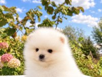Kartopu Gibi Pomeranian Boo