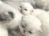 SAFKAN İRAN KEDİSİ YAVRULARI