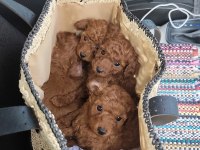 Orijinal Toy Poodle Yavrular Ataşehir