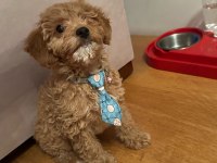 6 aylık toy poodle