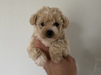 Red Maltipoo