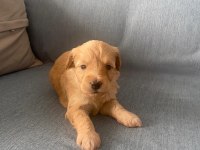 Yavru maltipoo köpekler