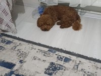 Toy poodle 11 aylık
