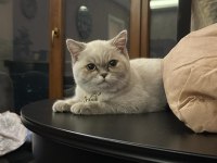 Blue point 7 aylık british shorthair