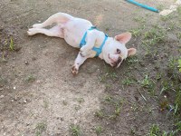 Egzotik french bulldog erkek