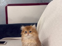 Gold British Longhair
