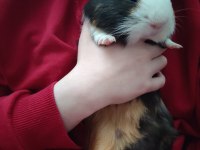 guinea pig