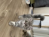 British Silver Longhair