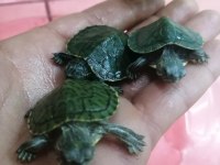 Bebek Su Kaplumbağaları