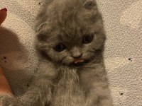 Son scottish fold bebek yeni yuvasını arıyor