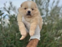 Pomeranian Boo Dişi Erkek Yavrular