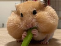 Her Irk Hamster Bebek ve Malzemeleri Adrese Teslim Mevcut