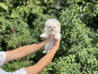 Pomeranian Boo Bebekler
