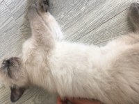 3 aylık british shorthair