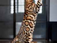 OZYLEOPARD BENGAL KITTENS