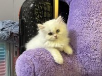 Özel Irk Çift Renk Gözlü British Longhair Bebek