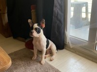 Erkek 6 aylık french bulldog acil ilan