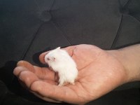 Hamster Gonzales Suriye Anaç ve yavrular