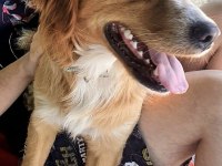 Altın Gönüllü Köpeğimiz Oğlumuz Chucky İçin Ömürlük Yuva