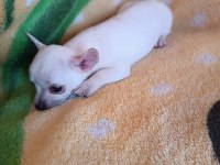 Dişi şivava chihuahua