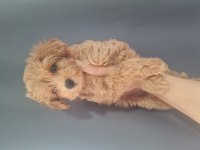 Maltipoo dişi erkek