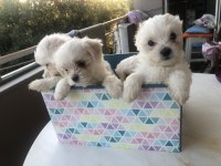 Sahibinden Aşılı Orjinal Maltese Terrier Yavrular
