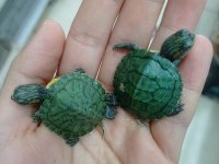 Bebek Kırmızı Yanak Su Kaplumbağası