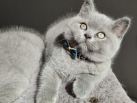 Son kalan erkek papyonlu safkan british yavrumuz