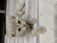Scottish Fold Yavrularımız