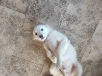 5 aylık beyaz terrier