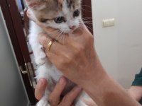 Sevimli kedi yavrusu